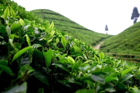 Close up view of the tea leaves of Makaibari tea estate, Darjeeling.
