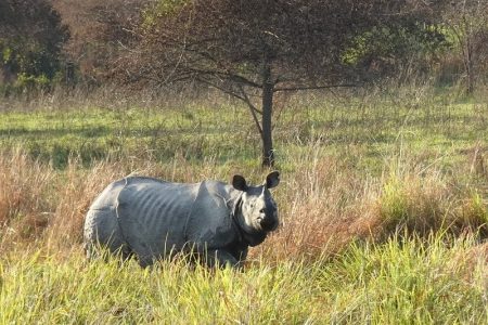 safari in west bengal