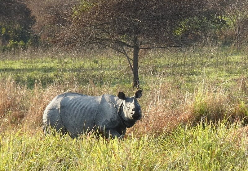 Rhino in an open field of grass in Lataguri.