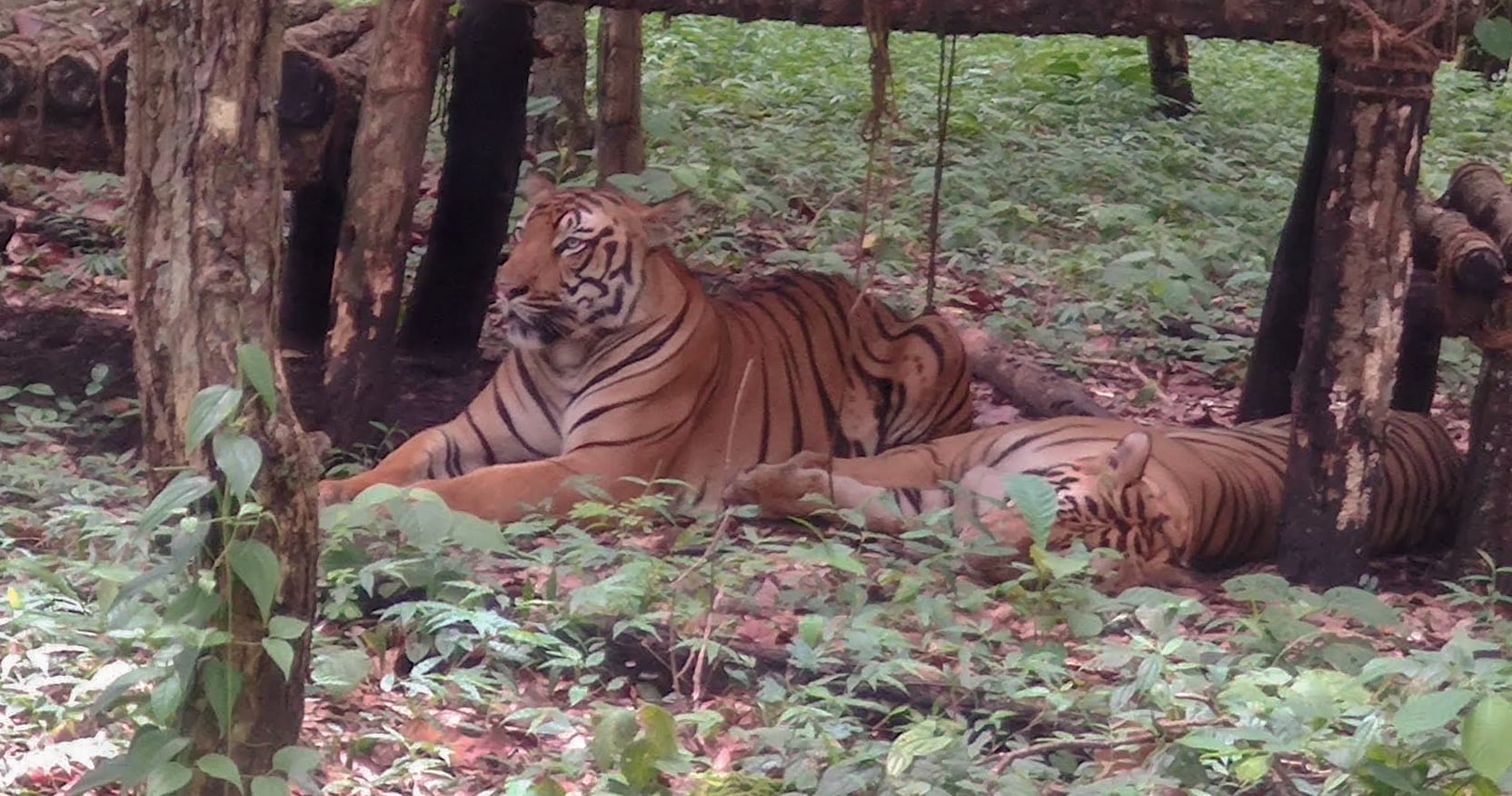 Bengal Safari Siliguri Exploring Wildlife Diversity in West Bengal