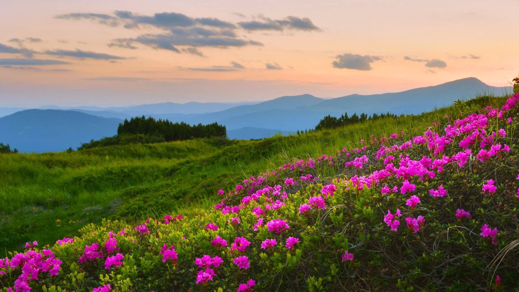 Sunset sky with atmospheric view of mountains and luscious green field half covered with crimson azaleas in full bloom presenting spring one of the best time to visit Darjeeling.