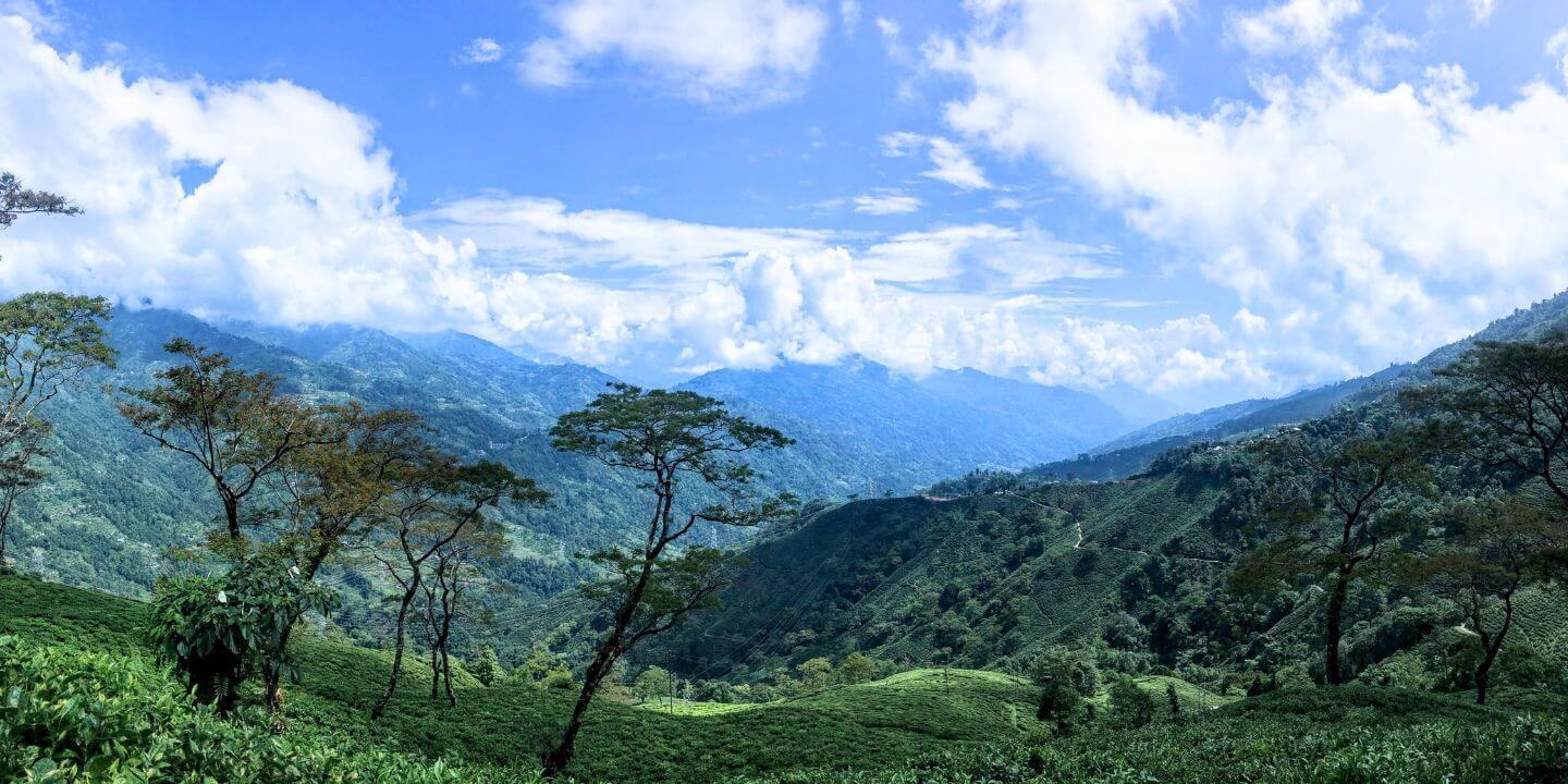 Image of Wide Green Valley of Tea Gardens in Darjeeling showing ripe Darjeeling Tea