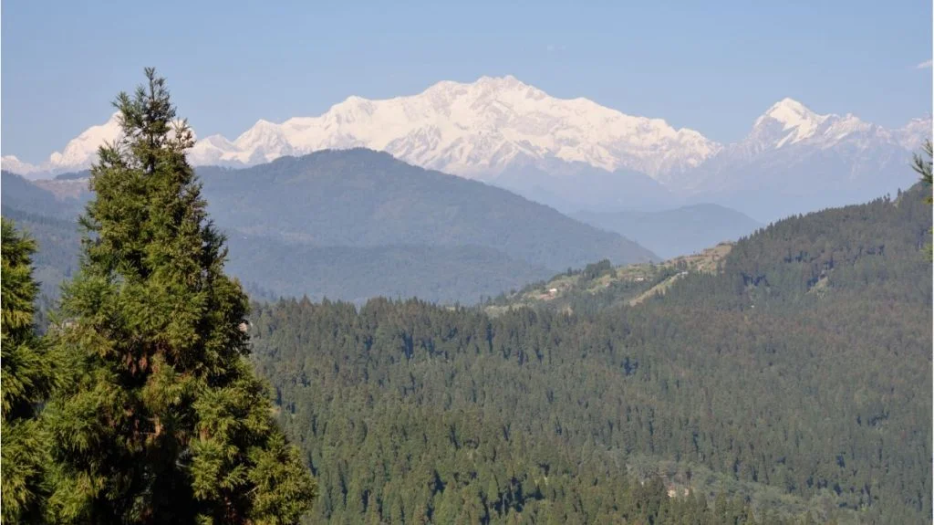 Image filled with pine trees with a distant view of Kanchenjunga.
