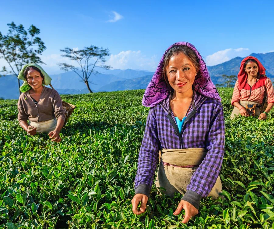 3 women plucking tea leaves.