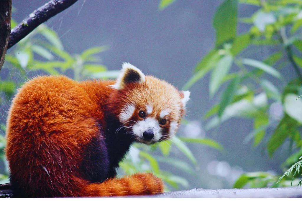 Red panda in Darjeeling Zoo